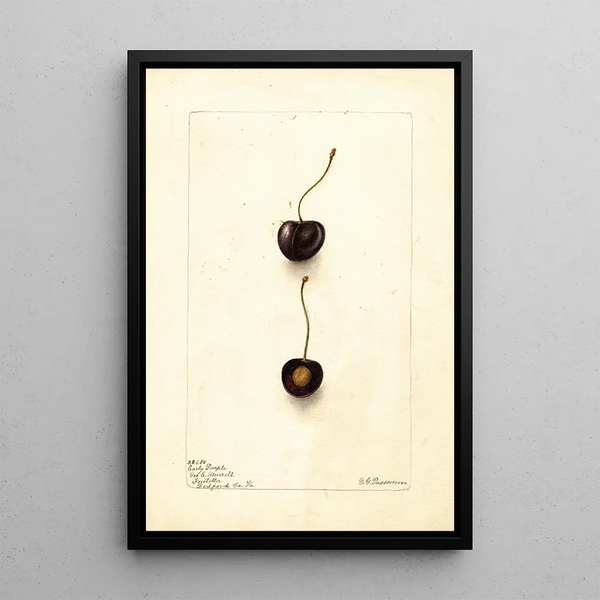 Prunus avium Early Purple - Deborah Griscom Passmore — quadro incorniciato alla parete