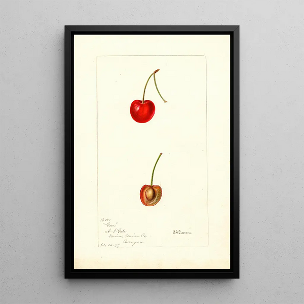 Riproduzione del dipinto Prunus avium Geer - Deborah Griscom Passmore