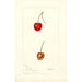 Riproduzione del dipinto Prunus avium Geer - Deborah Griscom Passmore