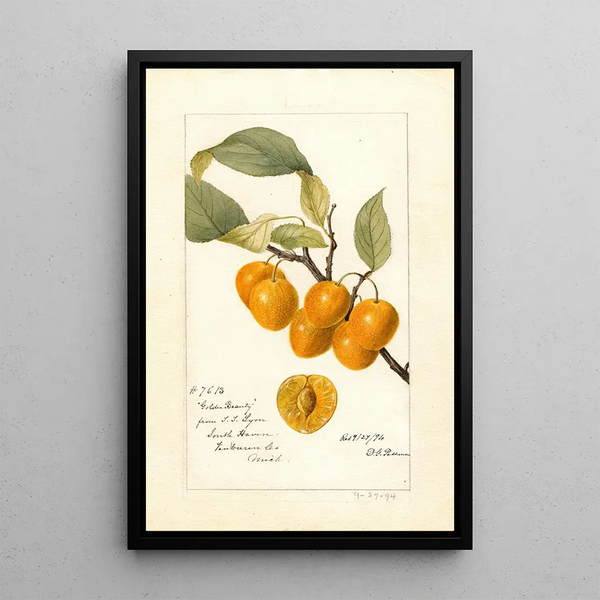 Riproduzione del dipinto Prunus avium Golden Beauty - Deborah Griscom Passmore