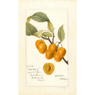 Deborah Griscom Passmore - Prunus avium Golden Beauty.webp