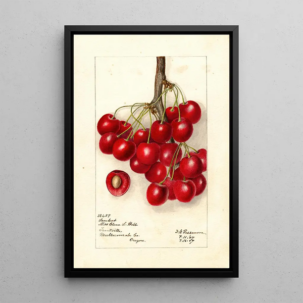 Riproduzione del dipinto Prunus avium Lambert - Deborah Griscom Passmore