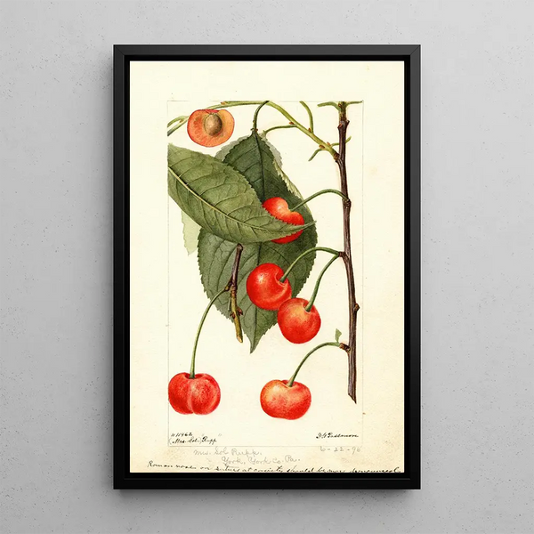 Prunus avium Rupp - Deborah Griscom Passmore — quadro incorniciato alla parete