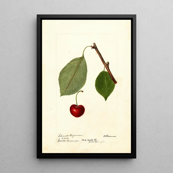 Riproduzione del dipinto Prunus avium Schmidt Bigarreau - Deborah Griscom Passmore