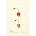 Prunus avium Shelton - Deborah Griscom Passmore — vista dell’opera
