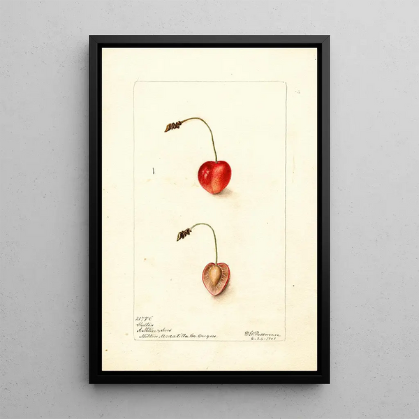 Prunus avium Shelton - Deborah Griscom Passmore — quadro incorniciato alla parete