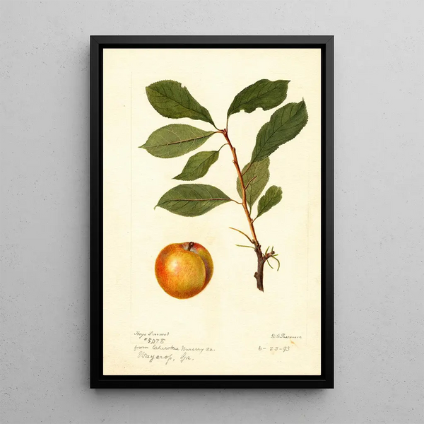 Riproduzione del dipinto Prunus domestica - Deborah Griscom Passmore