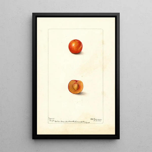Prunus domestica Eagle - Deborah Griscom Passmore — quadro incorniciato alla parete