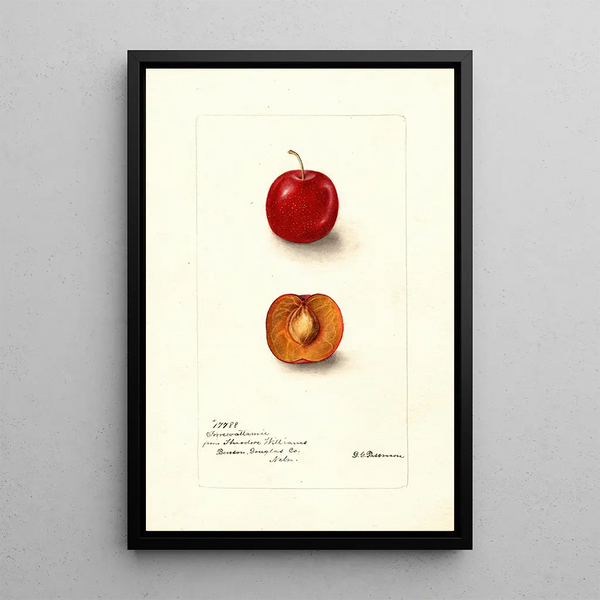 Riproduzione del dipinto Prunus domestica Forewattamie - Deborah Griscom Passmore