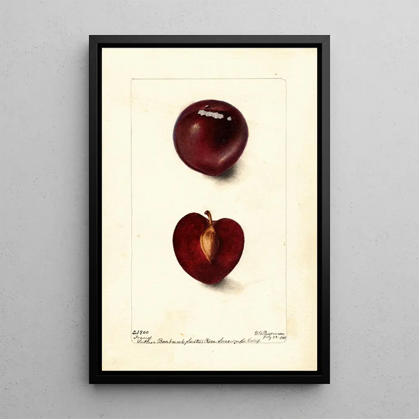 Riproduzione del dipinto Prunus domestica Fraud - Deborah Griscom Passmore