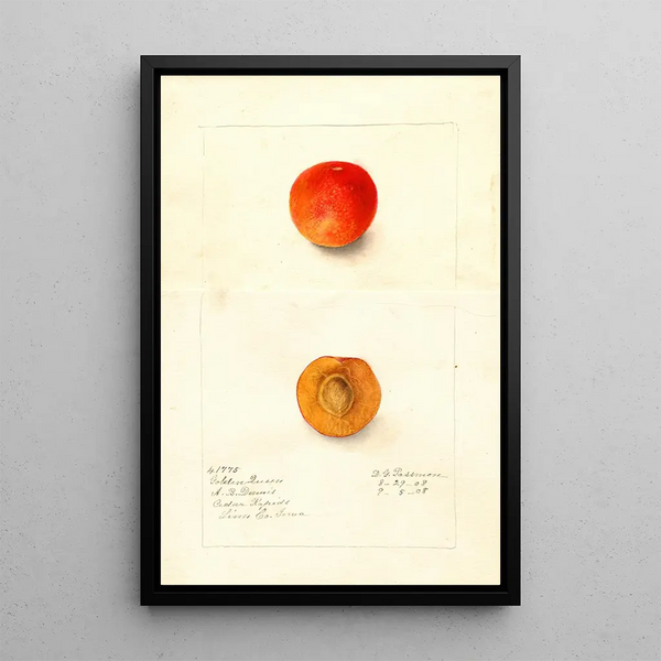 Riproduzione del dipinto Prunus domestica Golden Queen - Deborah Griscom Passmore