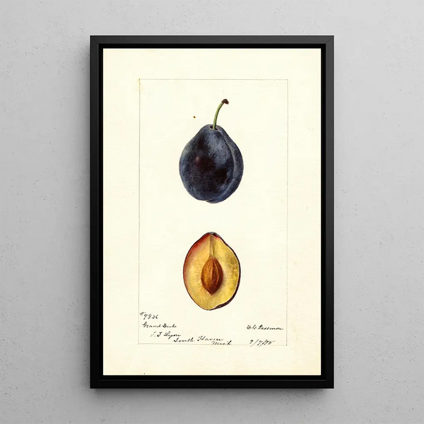 Prunus domestica Grand Duke - Deborah Griscom Passmore — quadro incorniciato alla parete