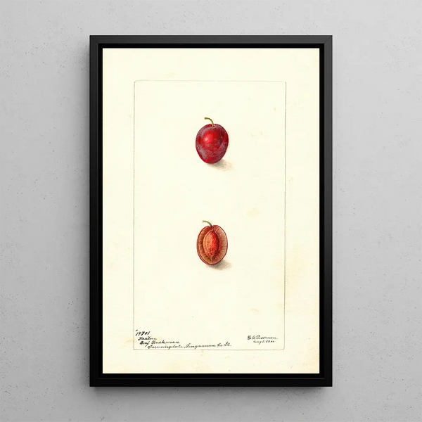 Prunus domestica Heaton - Deborah Griscom Passmore — quadro incorniciato alla parete