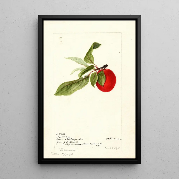 Prunus domestica Lannix - Deborah Griscom Passmore — quadro incorniciato alla parete