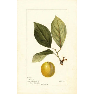 Deborah Griscom Passmore - Prunus domestica Madison.webp