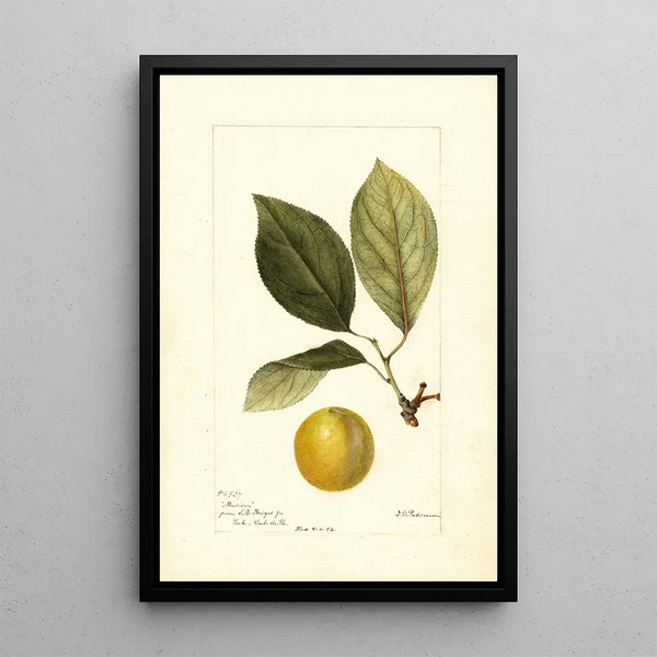 Prunus domestica Madison - Deborah Griscom Passmore — quadro incorniciato alla parete