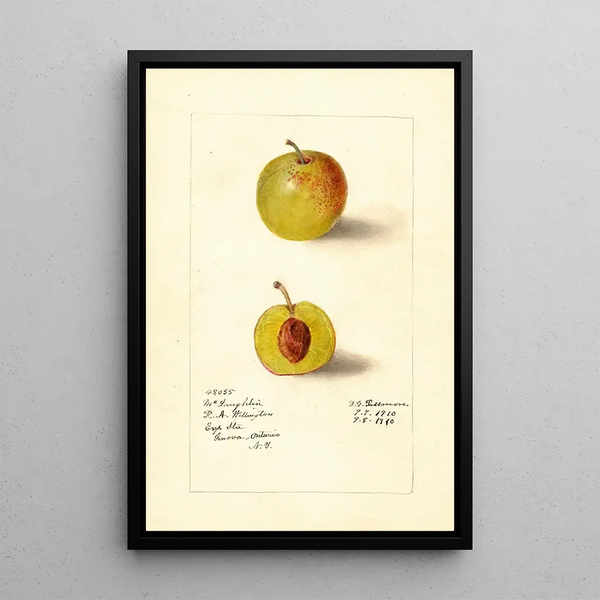 Prunus domestica McLaughlin - Deborah Griscom Passmore — quadro incorniciato alla parete
