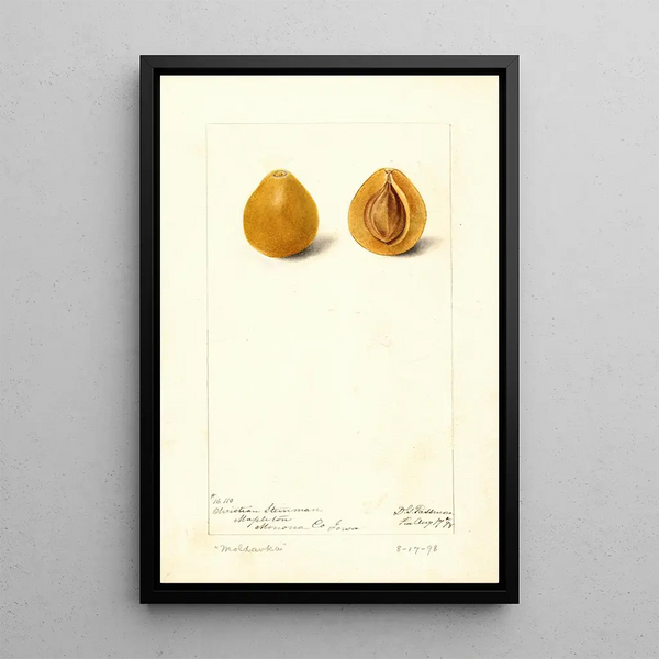 Prunus domestica Moldavka - Deborah Griscom Passmore — quadro incorniciato alla parete