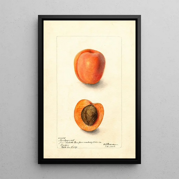 Riproduzione del dipinto Prunus domestica Montgamet - Deborah Griscom Passmore