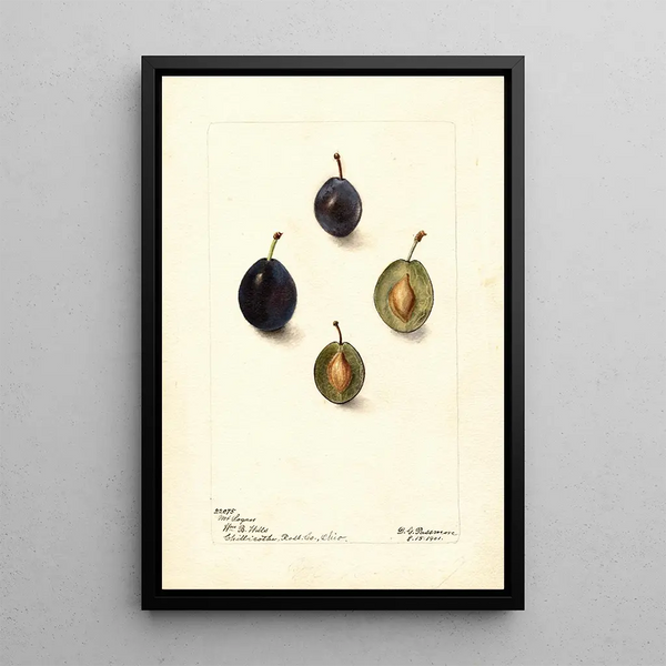Prunus domestica Mt - Deborah Griscom Passmore — quadro incorniciato alla parete