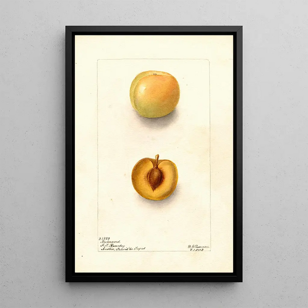 Riproduzione del dipinto Prunus domestica Normand - Deborah Griscom Passmore