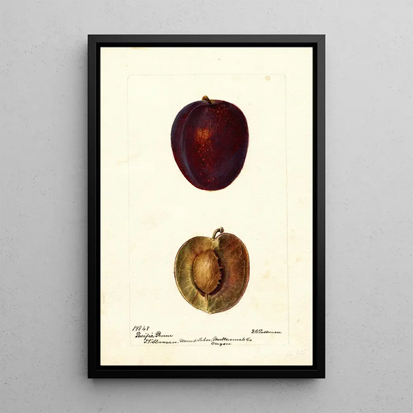 Riproduzione del dipinto Prunus domestica Pacific Prune - Deborah Griscom Passmore