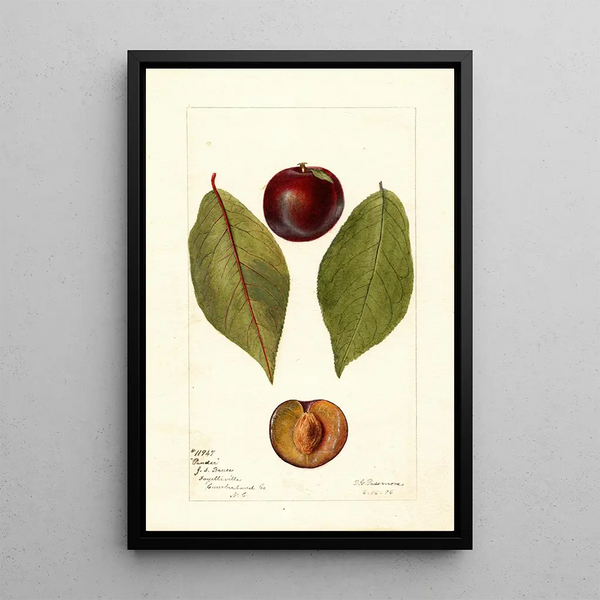 Riproduzione del dipinto Prunus domestica Pander - Deborah Griscom Passmore