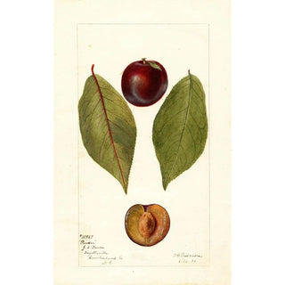 Deborah Griscom Passmore - Prunus domestica Pander.webp