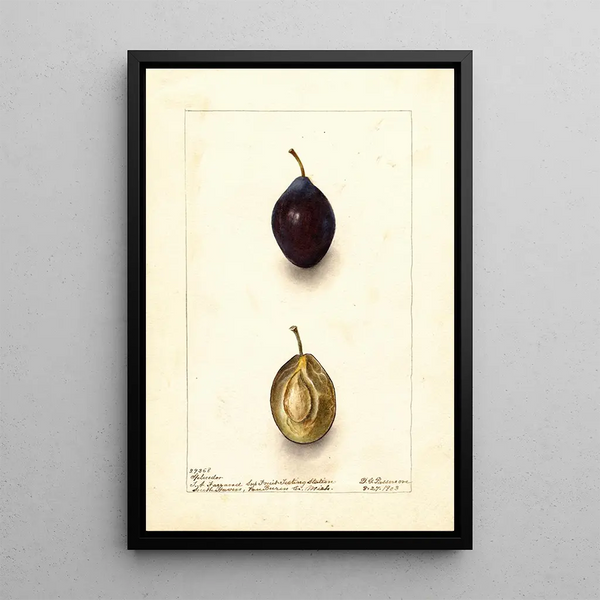 Riproduzione del dipinto Prunus domestica Splendor - Deborah Griscom Passmore