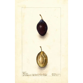 Deborah Griscom Passmore - Prunus domestica Splendor.webp