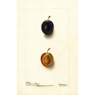 Deborah Griscom Passmore - Prunus domestica Thanksgiving Prune.webp