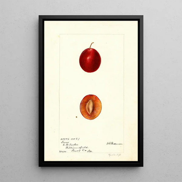 Riproduzione del dipinto Prunus domestica Truro - Deborah Griscom Passmore