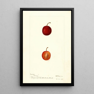 Deborah Griscom Passmore - Prunus domestica Warren.webp
