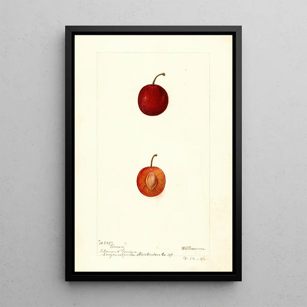 Riproduzione del dipinto Prunus domestica Warren - Deborah Griscom Passmore
