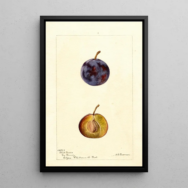 Riproduzione del dipinto Prunus domestica White Queen - Deborah Griscom Passmore
