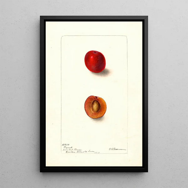 Riproduzione del dipinto Prunus domestica Wyant - Deborah Griscom Passmore