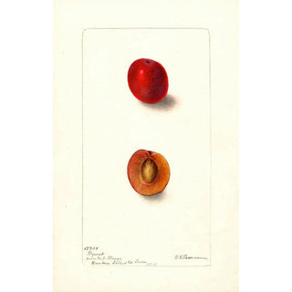 Deborah Griscom Passmore - Prunus domestica Wyant.webp
