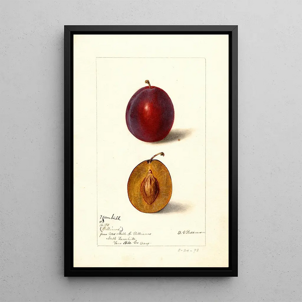 Riproduzione del dipinto Prunus domestica Yamhill - Deborah Griscom Passmore
