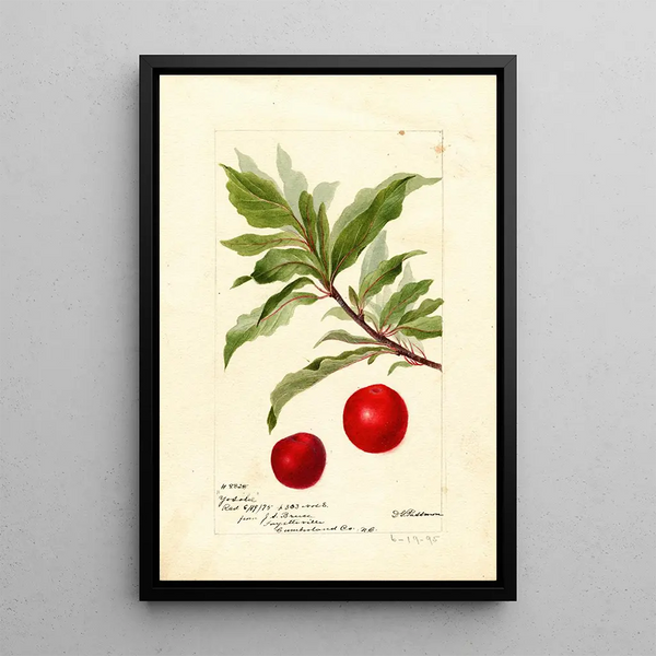 Riproduzione del dipinto Prunus domestica Yosobe - Deborah Griscom Passmore
