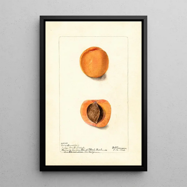 Riproduzione del dipinto Prunus mume Coles Hemskirk - Deborah Griscom Passmore