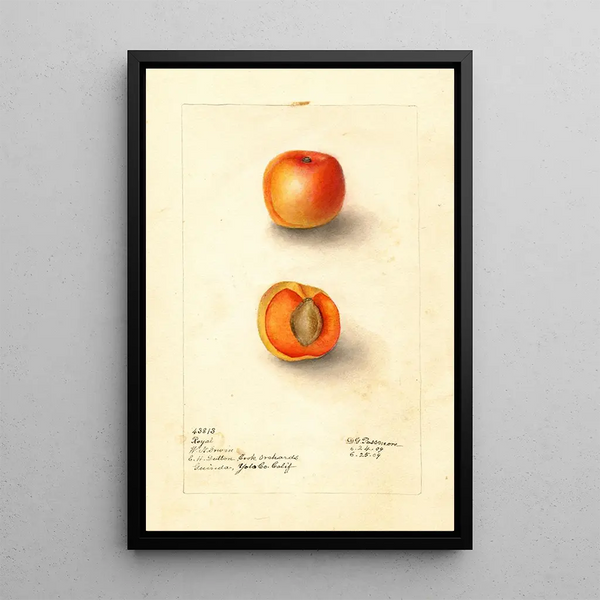 Riproduzione del dipinto Prunus mume Royal - Deborah Griscom Passmore