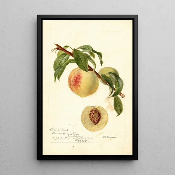 Riproduzione del dipinto Prunus persica cinese - Deborah Griscom Passmore