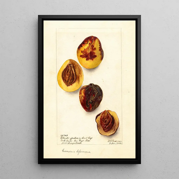 Riproduzione del dipinto Prunus persica Elberta - Deborah Griscom Passmore