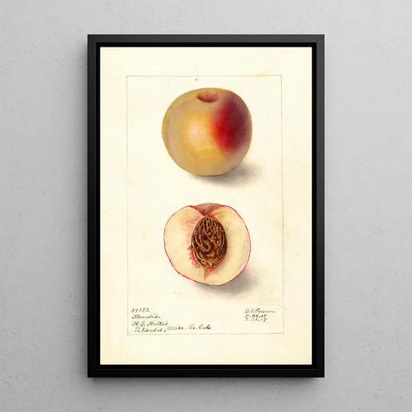 Riproduzione del dipinto Prunus persica Klondike - Deborah Griscom Passmore