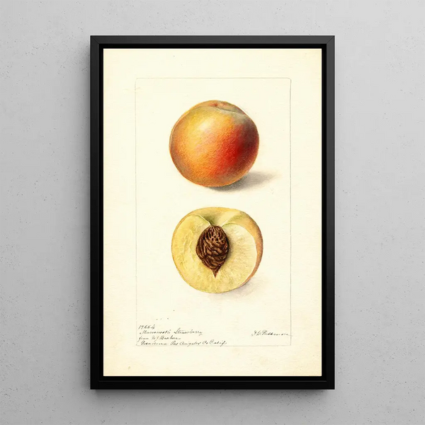 Riproduzione del dipinto Prunus persica Mammoth Strawberry - Deborah Griscom Passmore