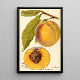 Deborah Griscom Passmore - Prunus persica Marcella.webp