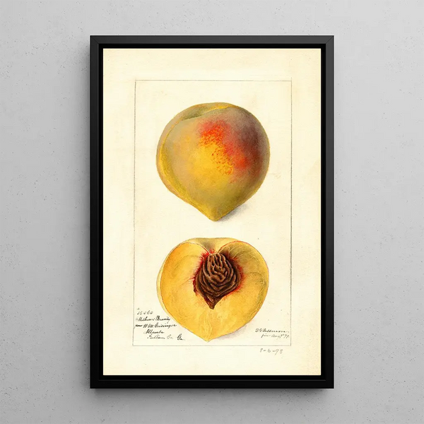 Prunus persica Mathews Beauty - Deborah Griscom Passmore — quadro incorniciato alla parete