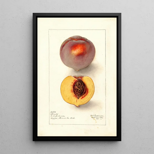 Riproduzione del dipinto Prunus persica Micado - Deborah Griscom Passmore