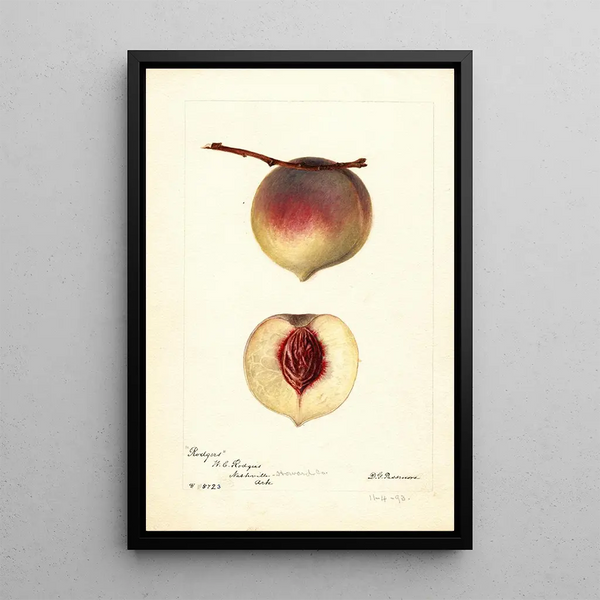 Prunus persica Rodgers - Deborah Griscom Passmore — quadro incorniciato alla parete