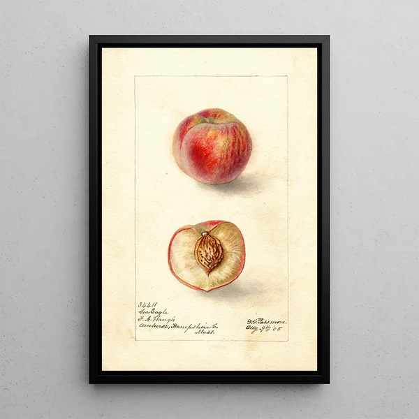 Prunus persica Sea Eagle - Deborah Griscom Passmore — quadro incorniciato alla parete
